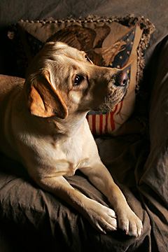 yellow lab on couch, mclean, va